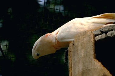 Moluccan Kakadusu veya bilimsel adı Cacatua moluccensis, pembe ile karıştırılmış beyaz tüylere sahiptir. Kafasının üzerinde büyük pembe bir arma var..