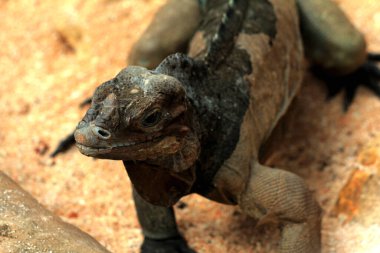 Gergedan iguanasının kabataslak bir dokusu ve grimsi bir teni vardır. Bu iguana türünü tanımak çok kolaydır çünkü büyük bir vücut boyutu ve boynuzlu bir kafası vardır..