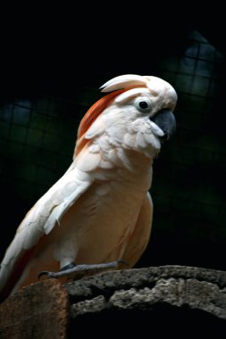 Moluccan Kakadusu veya bilimsel adı Cacatua moluccensis, pembe ile karıştırılmış beyaz tüylere sahiptir. Kafasının üzerinde büyük pembe bir arma var..