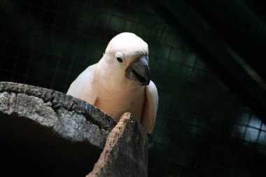 Moluccan Kakadusu veya bilimsel adı Cacatua moluccensis, pembe ile karıştırılmış beyaz tüylere sahiptir. Kafasının üzerinde büyük pembe bir arma var..