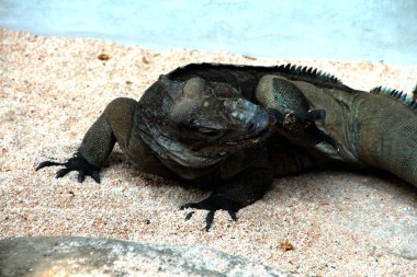 Gergedan iguanasının kabataslak bir dokusu ve grimsi bir teni vardır. Bu iguana türünü tanımak çok kolaydır çünkü büyük bir vücut boyutu ve boynuzlu bir kafası vardır..