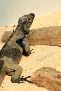 Gergedan iguanasının kabataslak bir dokusu ve grimsi bir teni vardır. Bu iguana türünü tanımak çok kolaydır çünkü büyük bir vücut boyutu ve boynuzlu bir kafası vardır..