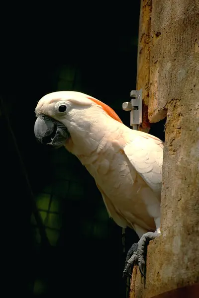 Moluccan Kakadusu veya bilimsel adı Cacatua moluccensis, pembe ile karıştırılmış beyaz tüylere sahiptir. Kafasının üzerinde büyük pembe bir arma var..