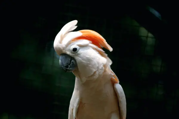 stock image The Moluccan Cockatoo or its scientific name Cacatua moluccensis, has white feathers mixed with pink. On his head there is a large pink crest that can be erected.