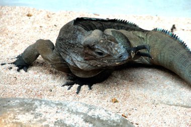 Gergedan iguanasının kabataslak bir dokusu ve grimsi bir teni vardır. Bu iguana türünü tanımak çok kolaydır çünkü büyük bir vücut boyutu ve boynuzlu bir kafası vardır..