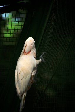 Moluccan Kakadusu veya bilimsel adı Cacatua moluccensis, pembe ile karıştırılmış beyaz tüylere sahiptir. Kafasının üzerinde büyük pembe bir arma var..