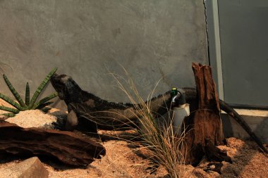 Gergedan iguanasının kabataslak bir dokusu ve grimsi bir teni vardır. Bu iguana türünü tanımak çok kolaydır çünkü büyük bir vücut boyutu ve boynuzlu bir kafası vardır..