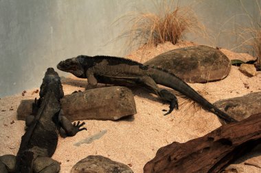 Gergedan iguanasının kabataslak bir dokusu ve grimsi bir teni vardır. Bu iguana türünü tanımak çok kolaydır çünkü büyük bir vücut boyutu ve boynuzlu bir kafası vardır..