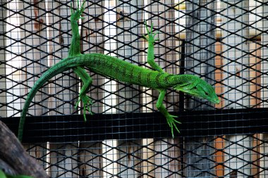 Zümrüt ağaç monitörü, Varanus prasinus veya yeşil ağaç monitörü, küçük ve orta büyüklükte bir ağaç gözlemcisidir..