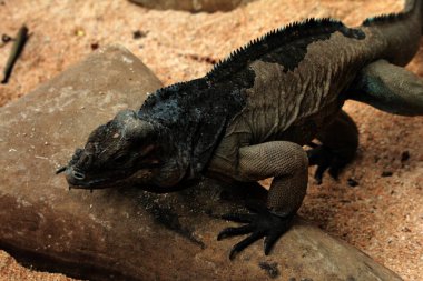 Gergedan iguanasının kabataslak bir dokusu ve grimsi bir teni vardır. Bu iguana türünü tanımak çok kolaydır çünkü büyük bir vücut boyutu ve boynuzlu bir kafası vardır..