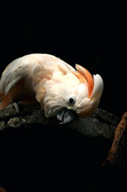 The Moluccan Cockatoo or its scientific name Cacatua moluccensis, has white feathers mixed with pink. On his head there is a large pink crest that can be erected. clipart