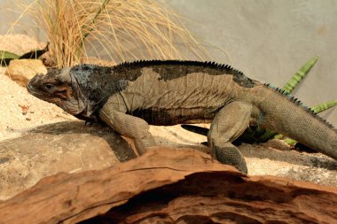 Gergedan iguanasının kabataslak bir dokusu ve grimsi bir teni vardır. Bu iguana türünü tanımak çok kolaydır çünkü büyük bir vücut boyutu ve boynuzlu bir kafası vardır..