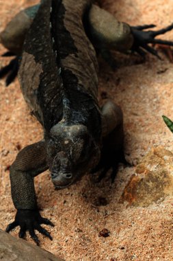 Gergedan iguanasının kabataslak bir dokusu ve grimsi bir teni vardır. Bu iguana türünü tanımak çok kolaydır çünkü büyük bir vücut boyutu ve boynuzlu bir kafası vardır..