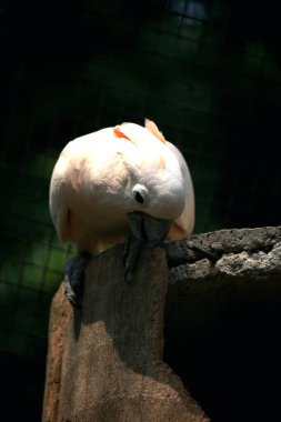 Moluccan Kakadusu veya bilimsel adı Cacatua moluccensis, pembe ile karıştırılmış beyaz tüylere sahiptir. Kafasının üzerinde büyük pembe bir arma var..