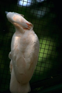 Moluccan Kakadusu veya bilimsel adı Cacatua moluccensis, pembe ile karıştırılmış beyaz tüylere sahiptir. Kafasının üzerinde büyük pembe bir arma var..