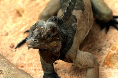 Gergedan iguanasının kabataslak bir dokusu ve grimsi bir teni vardır. Bu iguana türünü tanımak çok kolaydır çünkü büyük bir vücut boyutu ve boynuzlu bir kafası vardır..