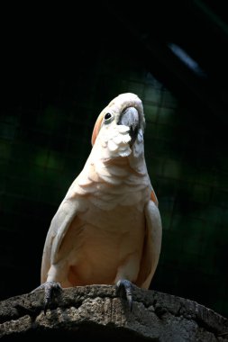 Moluccan Kakadusu veya bilimsel adı Cacatua moluccensis, pembe ile karıştırılmış beyaz tüylere sahiptir. Kafasının üzerinde büyük pembe bir arma var..