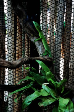 Zümrüt ağaç monitörü, Varanus prasinus veya yeşil ağaç monitörü, küçük ve orta büyüklükte bir ağaç gözlemcisidir..