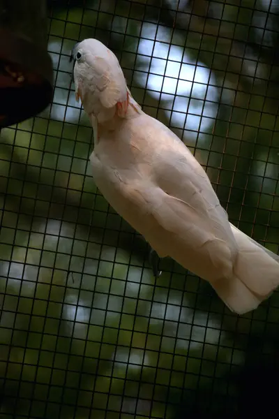 stock image The Moluccan Cockatoo or its scientific name Cacatua moluccensis, has white feathers mixed with pink. On his head there is a large pink crest that can be erected.
