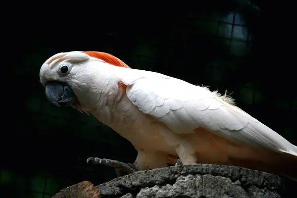 stock image The Moluccan Cockatoo or its scientific name Cacatua moluccensis, has white feathers mixed with pink. On his head there is a large pink crest that can be erected.