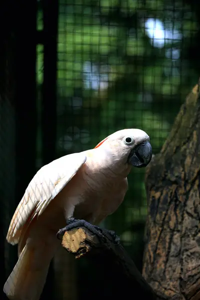 stock image The Moluccan Cockatoo or its scientific name Cacatua moluccensis, has white feathers mixed with pink. On his head there is a large pink crest that can be erected.