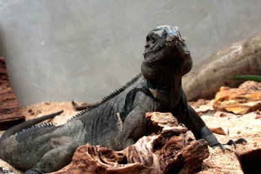 Gergedan iguanasının kabataslak bir dokusu ve grimsi bir teni vardır. Bu iguana türünü tanımak çok kolaydır çünkü büyük bir vücut boyutu ve boynuzlu bir kafası vardır..