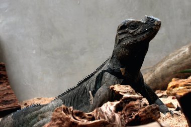 Gergedan iguanasının kabataslak bir dokusu ve grimsi bir teni vardır. Bu iguana türünü tanımak çok kolaydır çünkü büyük bir vücut boyutu ve boynuzlu bir kafası vardır..