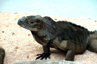 Gergedan iguanasının kabataslak bir dokusu ve grimsi bir teni vardır. Bu iguana türünü tanımak çok kolaydır çünkü büyük bir vücut boyutu ve boynuzlu bir kafası vardır..