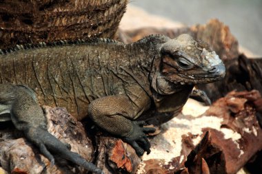 Gergedan iguanasının kabataslak bir dokusu ve grimsi bir teni vardır. Bu iguana türünü tanımak çok kolaydır çünkü büyük bir vücut boyutu ve boynuzlu bir kafası vardır..