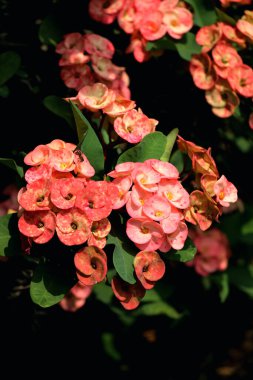 Dikenli Taç, bilimsel olarak Euphorbia milii olarak bilinir, dikkate değer ve enfes bir bitkidir..