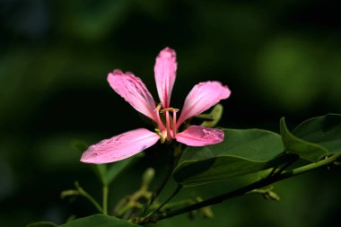 Bauhinia blakeana, genellikle Hong Kong orkide ağacı olarak bilinir, Bauhinia cinsinden, kalın yapraklı ve mor renkli kırmızı çiçekleri olan bir fındık ağacı..