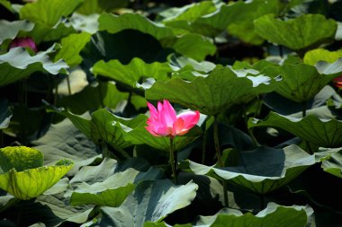 Sakin havuzda çiçek açan pembe su zambağı mükemmel bir gölge yaratır..
