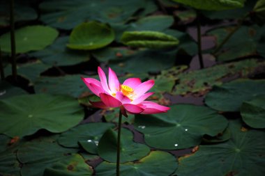 Sakin havuzda çiçek açan pembe su zambağı mükemmel bir gölge yaratır..