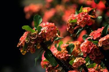 Dikenli Taç, bilimsel olarak Euphorbia milii olarak bilinir, dikkate değer ve enfes bir bitkidir..