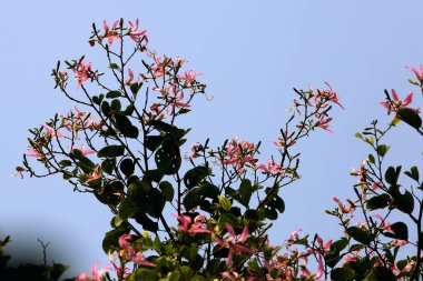 Bauhinia blakeana, genellikle Hong Kong orkide ağacı olarak bilinir, Bauhinia cinsinden, kalın yapraklı ve mor renkli kırmızı çiçekleri olan bir fındık ağacı..
