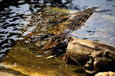 Tuzlu su timsahı, Hint-Avustralyalı timsah ve insan yiyen timsah (