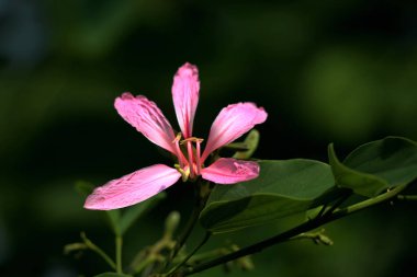 Bauhinia blakeana, genellikle Hong Kong orkide ağacı olarak bilinir, Bauhinia cinsinden, kalın yapraklı ve mor renkli kırmızı çiçekleri olan bir fındık ağacı..