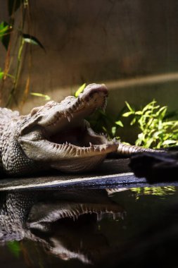 Tuzlu su timsahı, Hint-Avustralyalı timsah ve insan yiyen timsah (