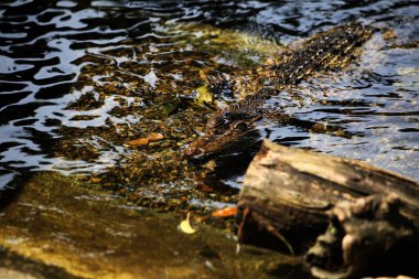 Tuzlu su timsahı, Hint-Avustralyalı timsah ve insan yiyen timsah (