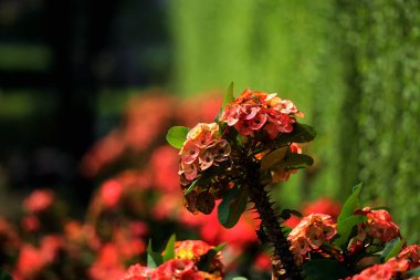 Dikenli Taç, bilimsel olarak Euphorbia milii olarak bilinir, dikkate değer ve enfes bir bitkidir..