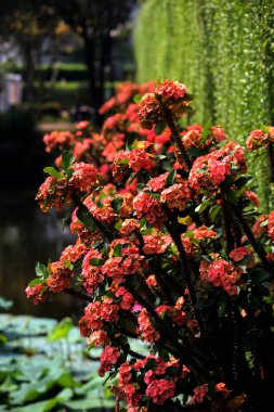 Dikenli Taç, bilimsel olarak Euphorbia milii olarak bilinir, dikkate değer ve enfes bir bitkidir..