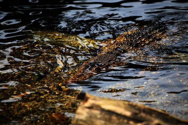 Saltwater crocodile, Indo-Australian crocodile, and Maneater crocodile (Crocodylus porosus) are the largest types of crocodiles in the world.