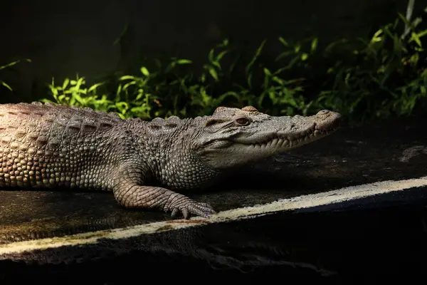 stock image Saltwater crocodile, Indo-Australian crocodile, and Maneater crocodile (Crocodylus porosus) are the largest types of crocodiles in the world.