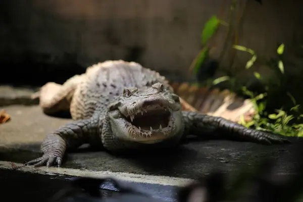 stock image Saltwater crocodile, Indo-Australian crocodile, and Maneater crocodile (Crocodylus porosus) are the largest types of crocodiles in the world.