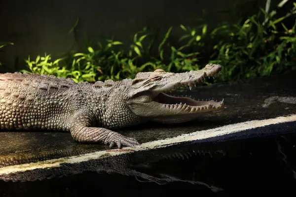 stock image Saltwater crocodile, Indo-Australian crocodile, and Maneater crocodile (Crocodylus porosus) are the largest types of crocodiles in the world.