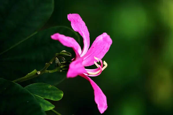 stock image Bauhinia blakeana, commonly called the Hong Kong orchid tree, is a nut tree from the Bauhinia genus with thick leaves and striking purplish red flowers.