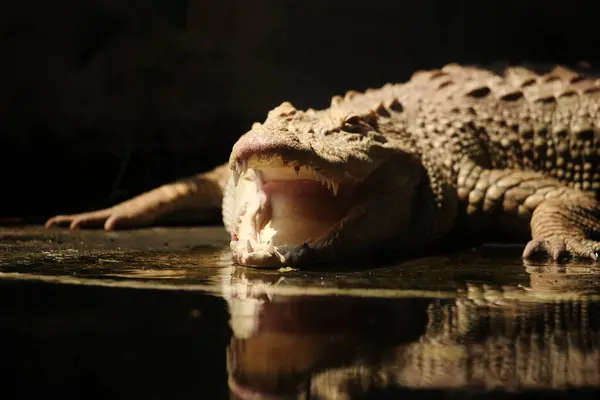 stock image Saltwater crocodile, Indo-Australian crocodile, and Maneater crocodile (Crocodylus porosus) are the largest types of crocodiles in the world.