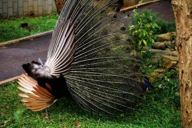 Mavi tavus kuşu ya da bilimsel adı Pavo Cristatus olan Hintli tavus kuşu. Mavi tavus kuşunun parlak mavi tüyleri vardır..