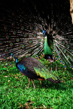 Mavi tavus kuşu ya da bilimsel adı Pavo Cristatus olan Hintli tavus kuşu. Mavi tavus kuşunun parlak mavi tüyleri vardır..