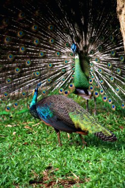 Mavi tavus kuşu ya da bilimsel adı Pavo Cristatus olan Hintli tavus kuşu. Mavi tavus kuşunun parlak mavi tüyleri vardır..